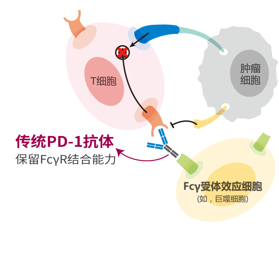 免疫治疗药物抗肿瘤的原理介绍