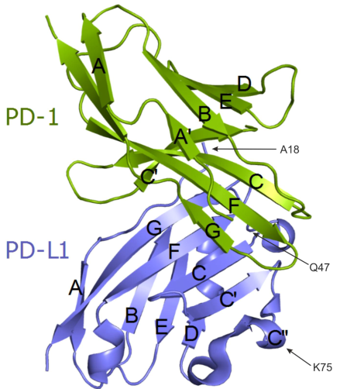 誉衡生物PD-1单抗赛帕利单抗宫颈癌适应症获批！